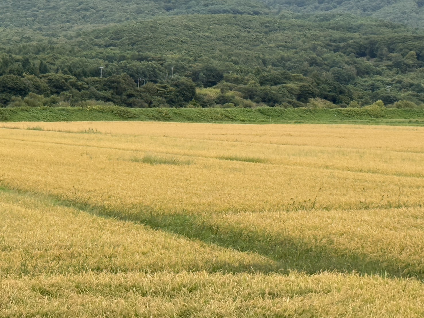 北海道の田んぼに実る稲穂